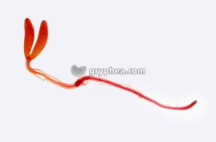 Racine de Pavot jeune - Poils absorbants x2,5 - gryphea.com